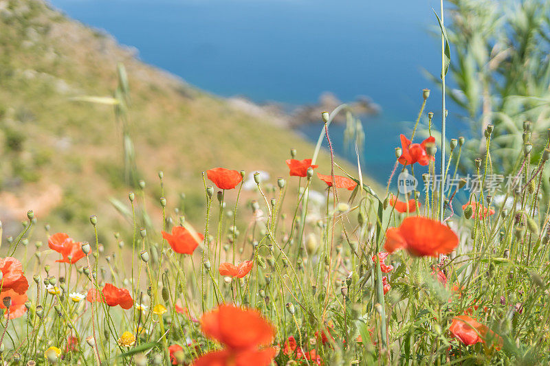 野生罂粟花(Papaver rhoseason)在海面上郁郁葱葱的山坡上